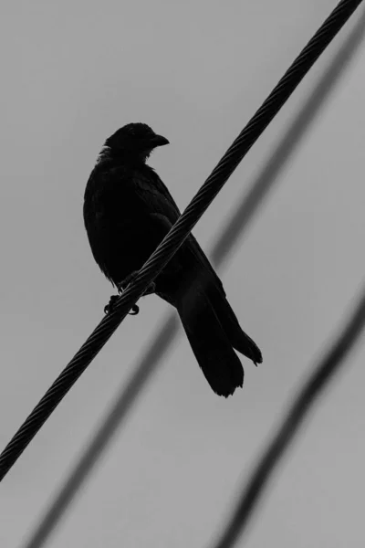 Cuervo Americano Corvus Brachyrhynchos Una Línea Eléctrica — Foto de Stock