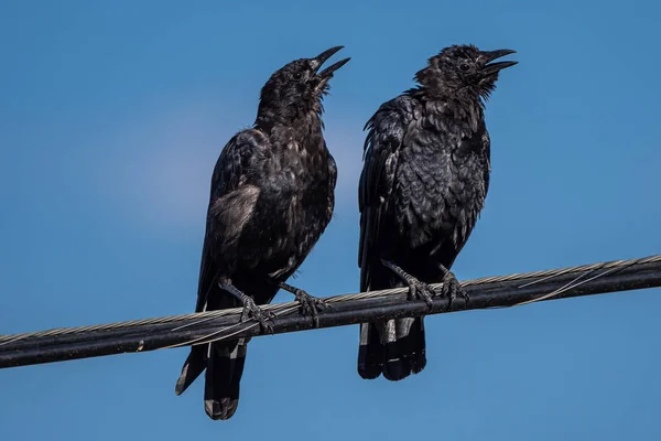 Charlando Con Cuervos Americanos Corvus Brachyrhynchos Una Línea Eléctrica — Foto de Stock