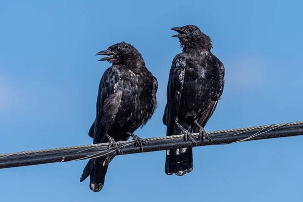 Czatowanie American Crows Corvus Brachyrhynchos Linii Energetycznej — Zdjęcie stockowe