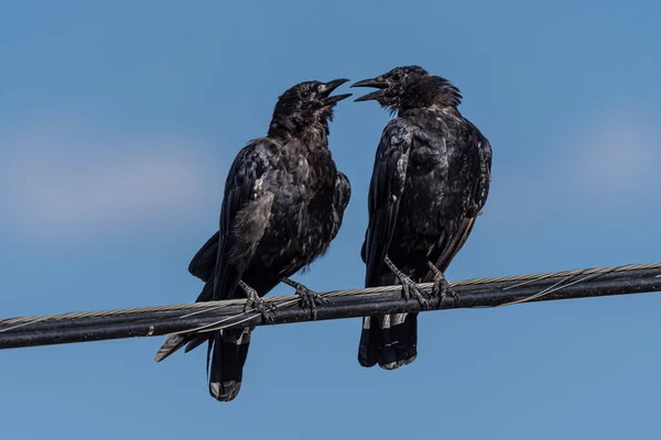 Charlando Con Cuervos Americanos Corvus Brachyrhynchos Una Línea Eléctrica — Foto de Stock