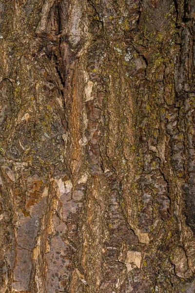 Kora Dębu Rosehill Quercus Robur Asjesus — Zdjęcie stockowe