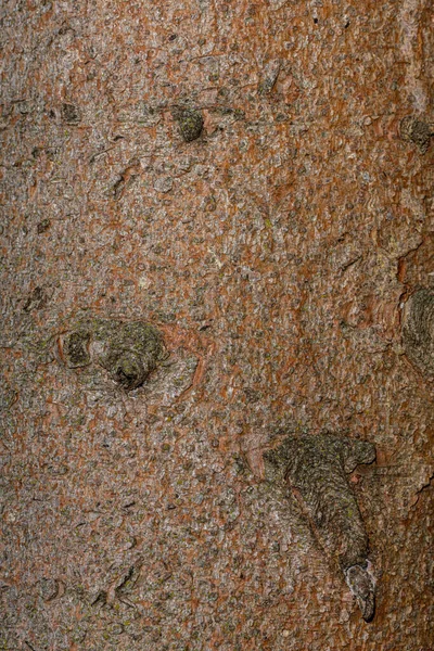 Rinde Der Gemeinen Gemeinen Fichte Picea Abies Cranstonii — Stockfoto