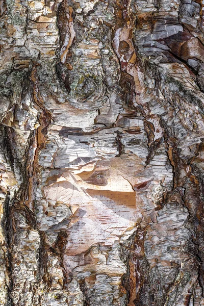 ヘリテージリバー バーチの樹皮 ベトゥラ ニングラ Cully — ストック写真