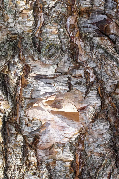 Bark Van Heritage River Birch Betula Nigra Cully — Stockfoto