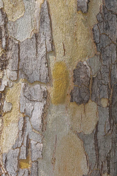 Кора Восклицания London Plane Tree Plantanus Acerifolia Horton Circleruen — стоковое фото