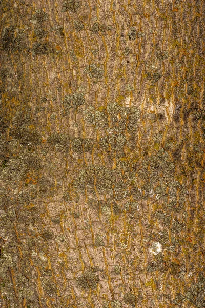 Bark of Princeton Gold Norway Maple (Acer platanoides 'Princeton Gold') — Stock Image Bark Princeton Gold Norway Maple Acer Platanoides Princeton Gold Stock Image