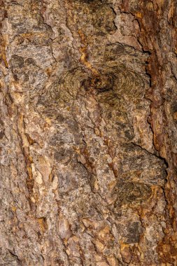 Batı Larch kabuğu (Larix batısında))