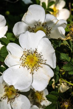 Viski Gülü Çiçekleri (Rosa Pimpinellifolia)