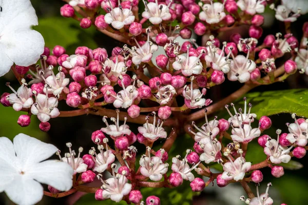 Kwiaty Viburnum Viburnum Sargentii Onondaga — Zdjęcie stockowe