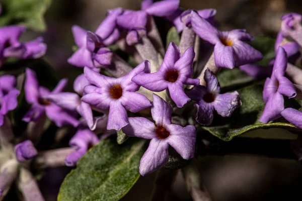 부시의 Buddleia Townifolia Argentealia — 스톡 사진