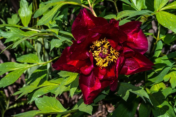 Květ Pivoňky Paeonia Leda — Stock fotografie
