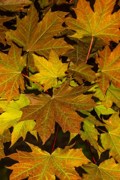 Leaves of Conquest Norway Maple (Acer platanoides 'Conzan') — Stock Image Leaves Conquest Norway Maple Acer Platanoides Conzan Stock Image