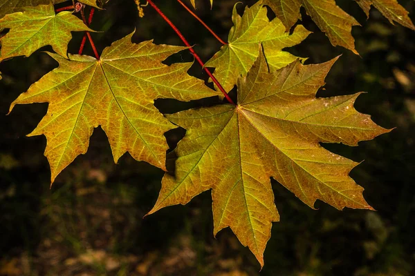 Leaves of Conquest Norway Maple (Acer platanoides 'Conzan') — Stock Image Leaves Conquest Norway Maple Acer Platanoides Conzan Royalty Free Stock Images