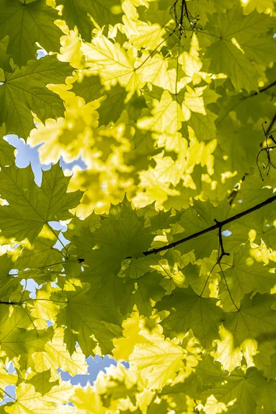 Leaves of Princeton Gold Norway Maple (Acer platanoides 'Princeton Gold') — Stock Image Leaves Princeton Gold Norway Maple Acer Platanoides Princeton Gold Royalty Free Stock Images