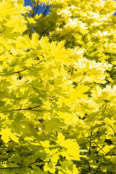 Leaves of Princeton Gold Norway Maple (Acer platanoides 'Princeton Gold') — Stock Image Leaves Princeton Gold Norway Maple Acer Platanoides Princeton Gold Royalty Free Stock Photos