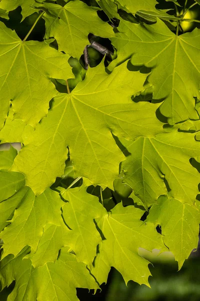 Leaves of Princeton Gold Norway Maple (Acer platanoides 'Princeton Gold') — Stock Image Leaves Princeton Gold Norway Maple Acer Platanoides Princeton Gold Royalty Free Stock Images