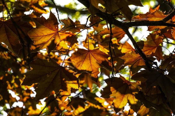 Leaves of Norway Maple (Acer platanoides 'Royal Red') — Stock Image Leaves Norway Maple Acer Platanoides Royal Red Stock Picture