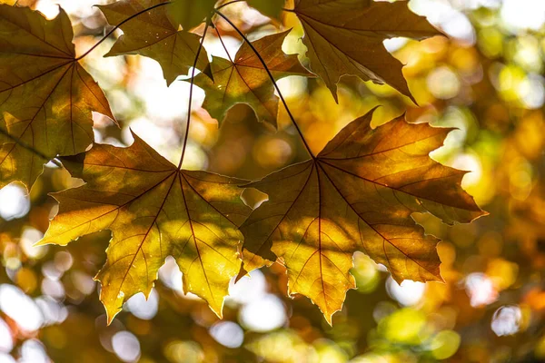 Leaves of Norway Maple (Acer platanoides 'Royal Red') — Stock Image Leaves Norway Maple Acer Platanoides Royal Red Stock Photo