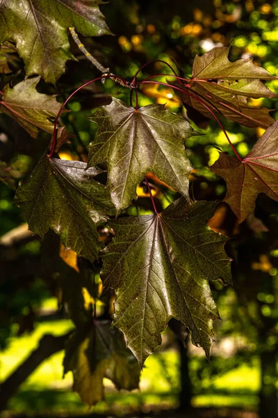 Leaves of Norway Maple (Acer platanoides 'Royal Red') — Stock Image Leaves Norway Maple Acer Platanoides Royal Red Stock Image