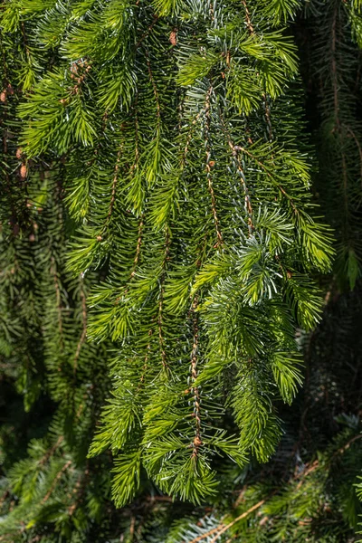 Листья Плачущей Сербской Ели Picea Omorika Pendula — стоковое фото