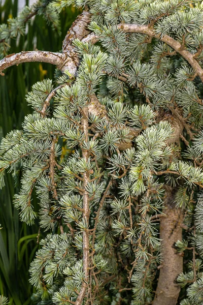 Leaves Weeping Blue Atlas Cedar Cedrus Atlantica Glauca Pendula — Stock Photo, Image