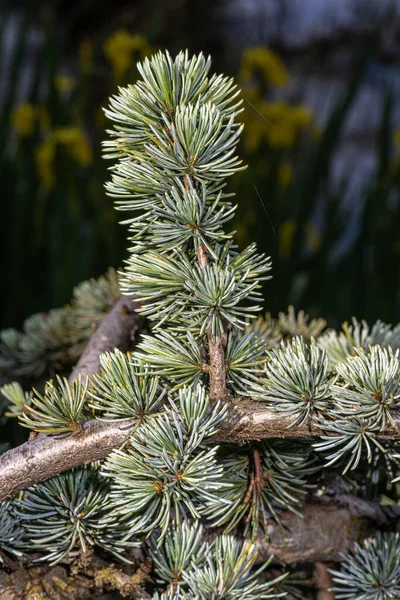 Φύλλα Κέδρου Του Κυανού Κλαυθμού Atlas Cedar Cedrus Atlantica Glauca — Φωτογραφία Αρχείου