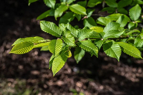 Avrupa Piramit Kukusu (Carpinus betulus 'Titigiata') Yaprakları)