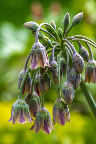 Sicilian Honey Garlic Nectaroscordum Siculum — Stock Photo, Image