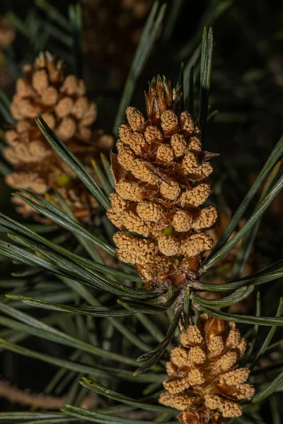 Szyszki Sosny Pinus Sylvestris — Zdjęcie stockowe