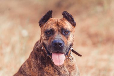 Arazide poz veren İspanyol Alano köpeği portresi. av köpeği. seçici odak