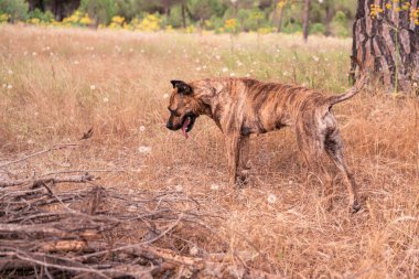 İspanyol Alano köpek portresi. av köpeği
