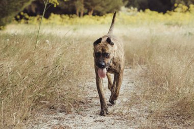 Arazide koşan İspanyol Alano Köpeğinin portresi. av köpeği. seçici odak.
