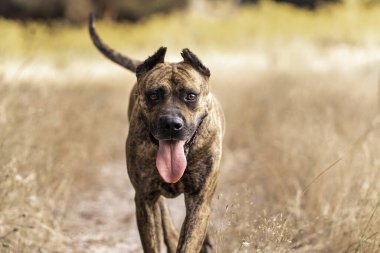 Arazide koşan İspanyol Alano Köpeğinin portresi. av köpeği. seçici odak.