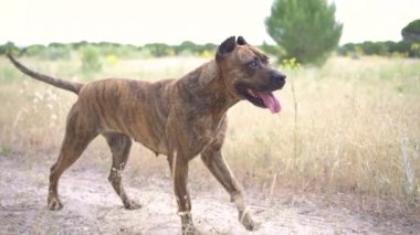 Arazide oturan İspanyol Alano Köpeğinin portresi. av köpeği. seçici odak.
