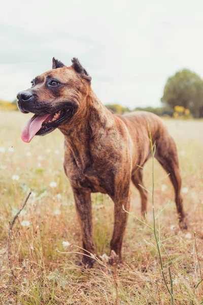 portrait of spanish alano dog posing in the field. prey dog. selective focus