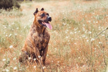 Arazide yatan İspanyol Alano Köpeğinin portresi. av köpeği.