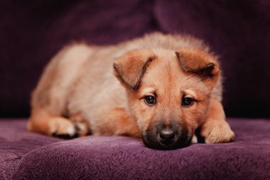 Siyah yüzlü kırmızı köpek yavrusu mor bir kanepede yatıyor.