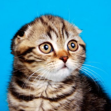 Mavi arka planda izole edilmiş İskoç kedi yavrusu