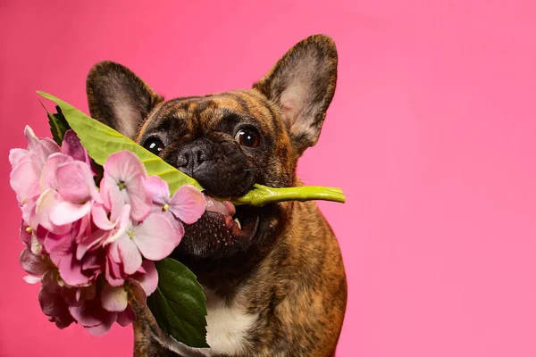 Francia bulldog rózsaszín virágokkal a fogai között, egy nagy portré — Stock Fotó