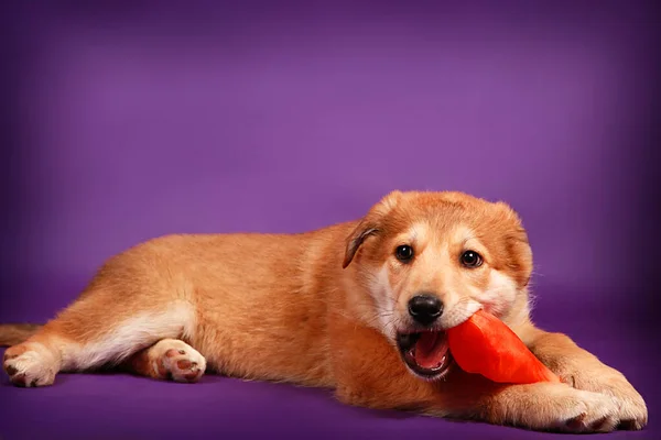 Filhote de cachorro doce rói brinquedo vermelho no fundo roxo — Fotografia de Stock