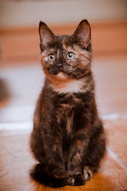 Evin zemininde üç renkli bir kedi yavrusu oturuyor.