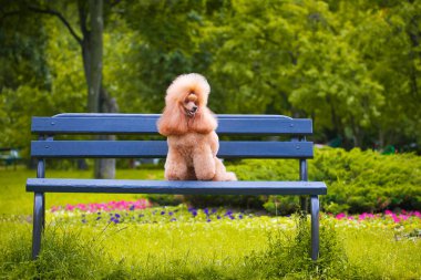 Küçük kırmızı bir köpek yeşil alanların arasında bir bankta oturuyor.