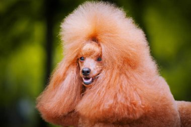 Kırmızı kıvırcık bir köpeğin portresi