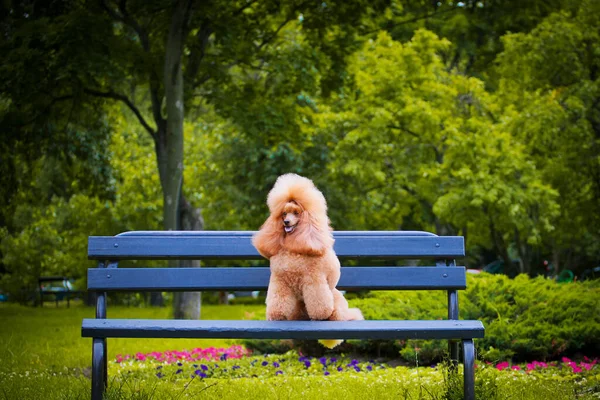 Kleine abrikozenpoedel zit op een blauwe bank in het park — Stockfoto