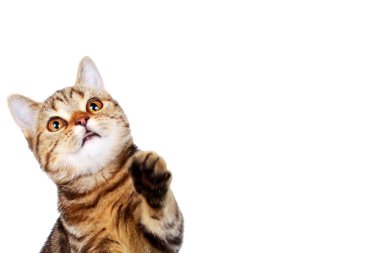 Yalıtılmış pençeli çizgili kedi.