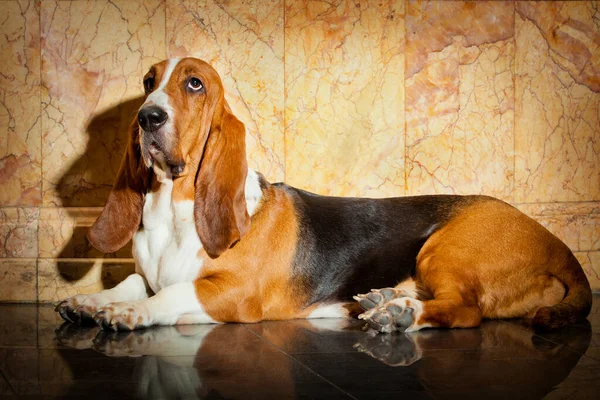 Basset Hound egy márványcsempén fekszik a falnak támasztva. — Stock Fotó