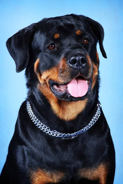 Egy kék hátterű, nyitott szájú rottweiler portréja — Stock Fotó