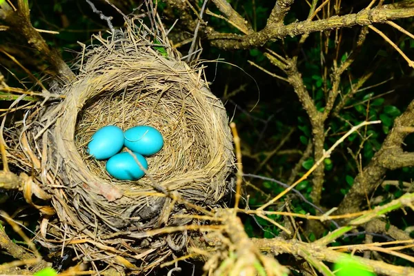 Robin Gniazdo Trzema Jasnoniebieskimi Jajkami Otoczone Gałęziami Zielenią Trzy Jasne — Zdjęcie stockowe