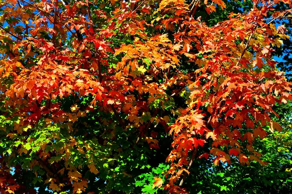 Beautiful Autumn Colors Forested Area Wisconsin Looking Upward Bright Autumn — Stock Photo, Image