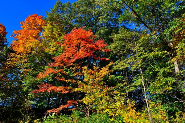 随着树木在十月份和十月份的森林场景中开始转变 五彩斑斓的五彩斑斓的色彩混合在一起 在晴朗无云的下午 颜色从橙色到绿色不一而足 — 图库照片